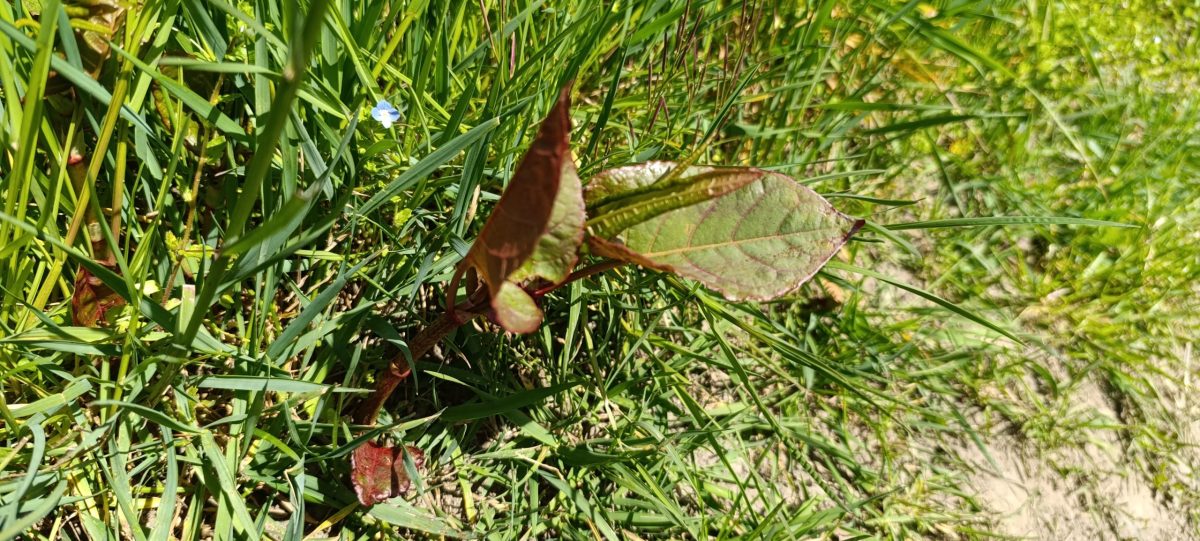 Jeune pousse de Renouée du Japon