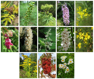 Plantes envahissantes prioritaires canton de Vaud