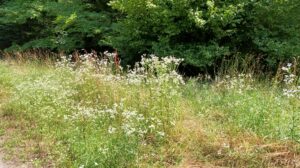 Vergerette annuelle dans une prairie