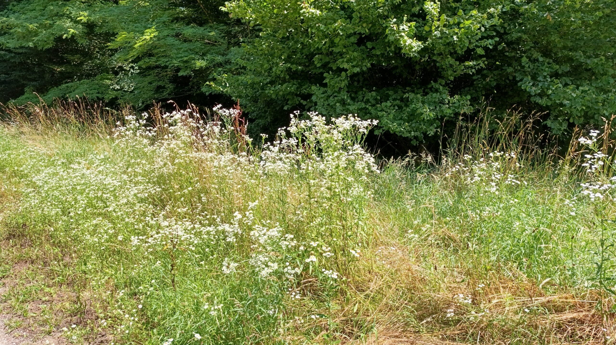 Vergerette annuelle dans une prairie