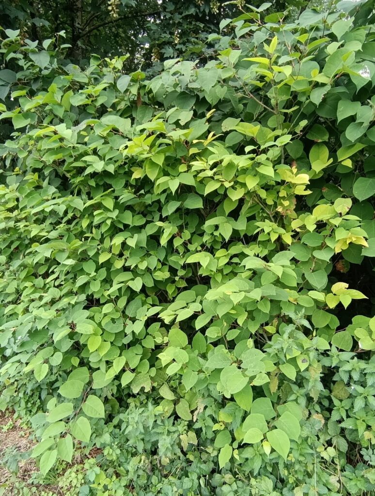 Renouée du Japon en lisière de forêt