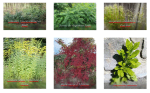 Gallerie plantes envahissantes