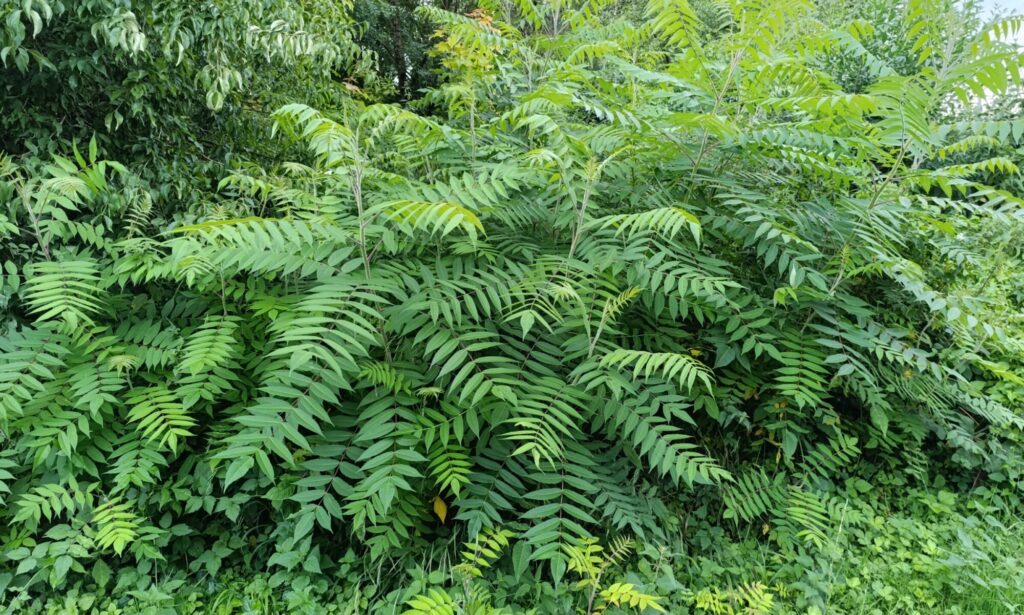 Sumac de Virginie en forêt